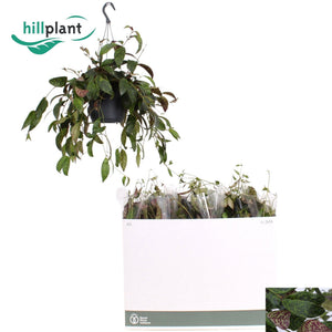Mosaic Lipstick Plant (Aeschynanthus marmoratus) – 17cm Pot