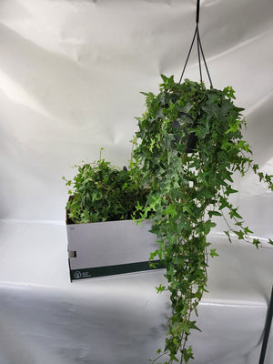 Hedera Helix ‘Mona Lisa’ Ivy – 19cm Pot