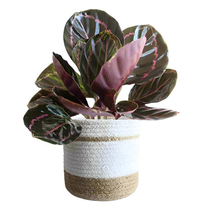 Calathea - 'Dottie'