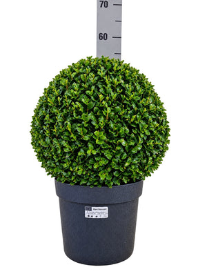 Buxus Sempervirens Ball-Shaped Topiary – 24cm Pot