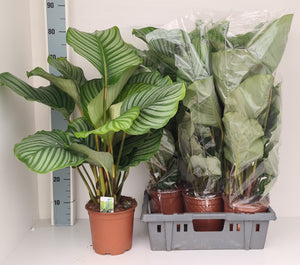 Calathea Orbifolia Prayer Plant – 19cm Pot, 85cm High