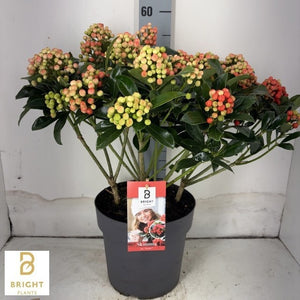 Japanese Skimmia japonica ‘Pabella’ – 23cm Pot