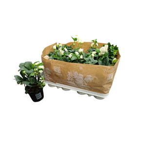 White Hellebore Christmas Carol – 9cm Pot