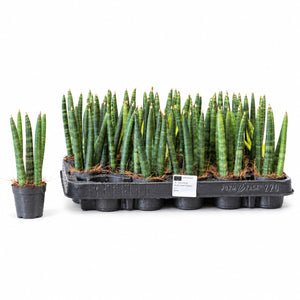 Mikado Cylindrical Snake Plant (Sansevieria cylindrica) – 6cm Pot