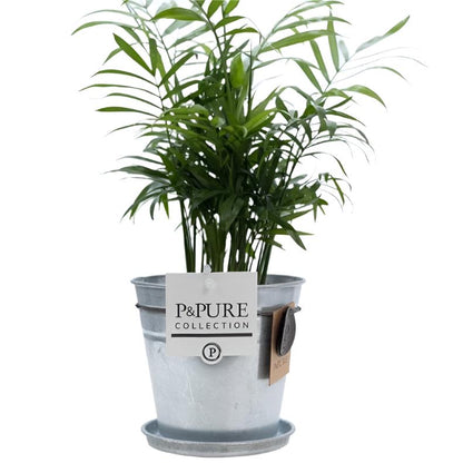 Mixed Pure Pot Collection