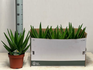 Aloe perfoliata Succulent – 19cm Pot