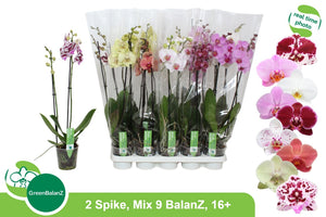 Phalaenopsis Orchid – 2 Stems, 12cm Pot, 65cm Tall