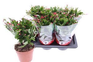 Mixed Schlumbergera Christmas Cactus – 17cm Pot