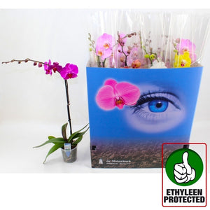 Mixed Phalaenopsis Orchid – 12cm Pot, 70cm High