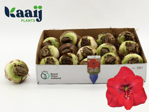 White Hippeastrum (Amaryllis) Bulb