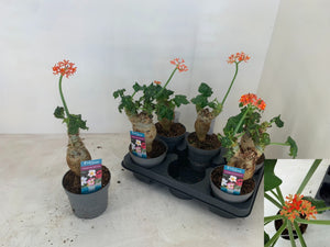 Jatropha Flowering Houseplant – 13cm Pot