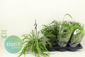 Lepismium bolivianum Houseplant – 17cm Pot