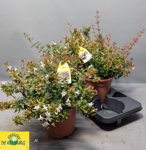 Abelia Grandiflora – 19cm Pot, Approx. 40cm High