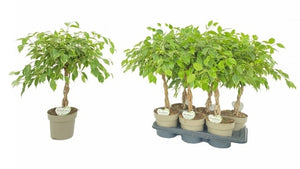 Ficus benjamina ‘Golden King’ – 17cm Pot