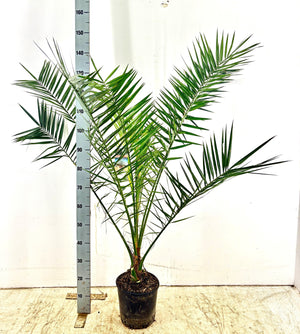 Canary Island Date Palm (Phoenix canariensis) – 24cm Pot, 140cm