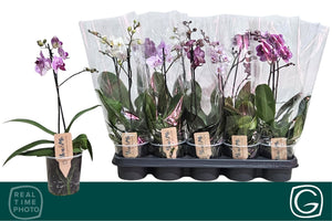 Phalaenopsis Orchid – 12cm Pot, 38cm High