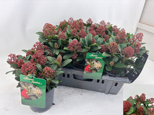 Skimmia japonica 'Sensation' – 15cm Pot