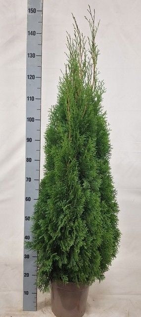 Emerald Green Thuja occidentalis ‘Smaragd’ – 24cm Pot