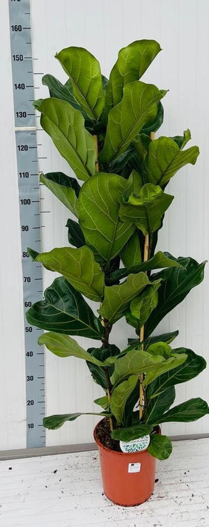 Fiddle Leaf Fig (Ficus lyrata) – 24cm Pot, 155cm Tall