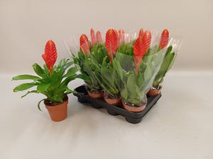 Red Vriesea Kallisto – 10.5cm Pot