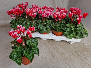 Small-Flowered Cyclamen persicum – 10.5cm Pot