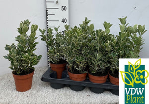 Euonymus japonicus ‘Grey Beauty’ – 13cm Pot