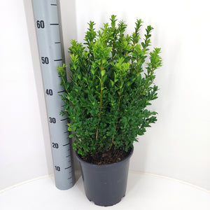 Buxus Topiary Bush – Buxus sempervirens, 23cm Pot