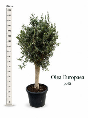 Extra-Large Olive Tree (Olea europaea) – 46cm Pot, 170cm