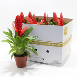 Red Vriesea Kallisto – 10.5cm Pot