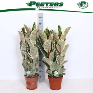 Ficus Elastica ‘Tineke’ Rubber Plant – 24cm Pot