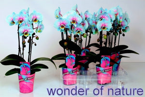 Phalaenopsis Orchid ‘Wonder of Nature’ – 9cm Pot