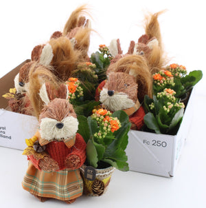 Kalanchoe Plant Arrangement – 14cm Pot