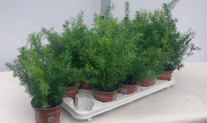 Asparagus Fern (Asparagus densiflorus) – 12cm Pot