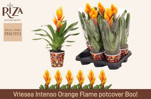 Vriesea Intenso Flame Bromeliad – 12cm Pot