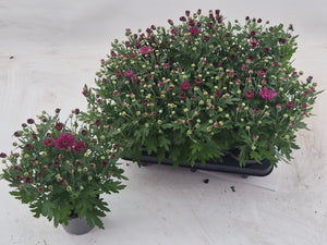 Garden Mum Chrysanthemum – 12cm Pot, 25cm High