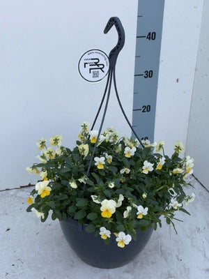 Trailing Viola ‘End Gem’ – 25cm Hanging Pot