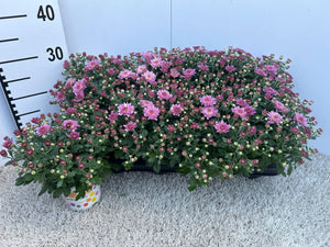 Pink Chrysanthemum (Chrysanthemum indicum Group) – 12cm Pot