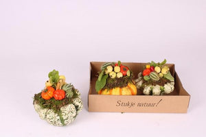 Ornamental Cucurbita Decorative Gourds – 3 Fruits