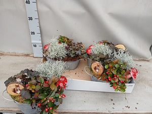 Garden Plant Arrangement in Zinc Pot – 23cm