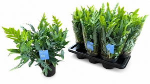 Blue Star Fern (Phlebodium aureum) – 14cm Pot