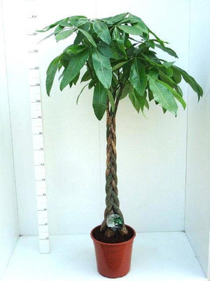 Money Tree (Pachira aquatica) – 27cm Pot, 160cm High
