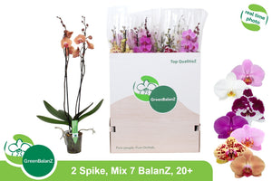 Mixed Phalaenopsis Orchid – 12cm Pot, 75cm High