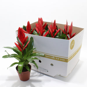Red Vriesea ‘Twinkle’ – 10.5cm Pot, 40cm High