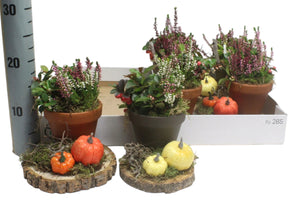 Garden Plant Arrangement – 16cm Ornamental Pot
