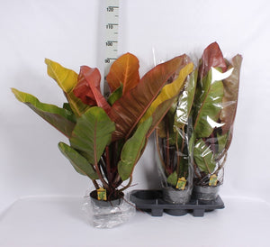 Philodendron Green Houseplant – 19cm Pot, 85cm High