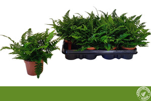Tsussime Fern (Polystichum tsussimense) – 9cm Pot