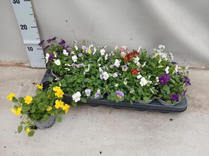 Mixed Viola (Viola cornuta Group) – 9cm Pot