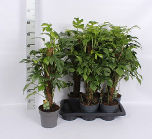 Monstera Houseplant (Monstera) – 17cm Pot, 75cm High