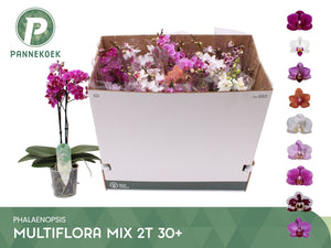 Phalaenopsis Orchid – 2 Highly Branched Stems, 12cm Pot