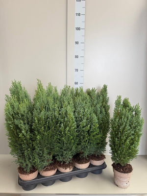 Lawson Cypress ‘Ellwoodii’ – 12cm Pot, 50cm High